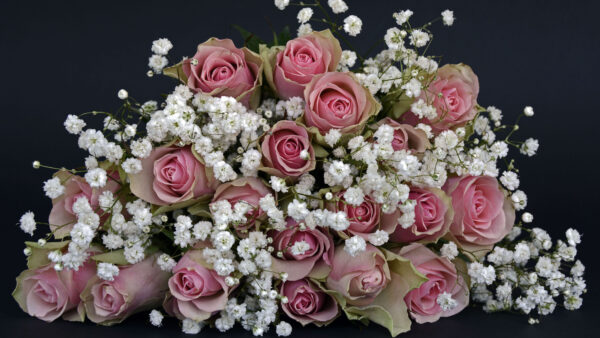 Wallpaper Roses, White, Pink, Bouquet, Mobile, Desktop, Flowers, Black, Decoration, Background