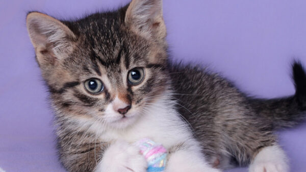 Wallpaper Black, Purple, White, Background, Kitten, Desktop, Cat, Light