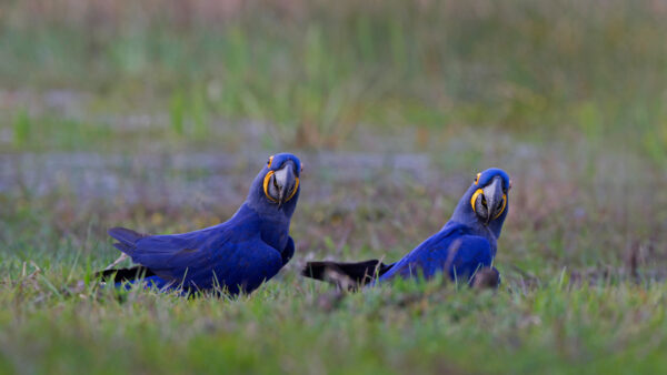 Wallpaper Blue, Green, Are, Hyacinth, Grass, Standing, Macaw, Birds, Two