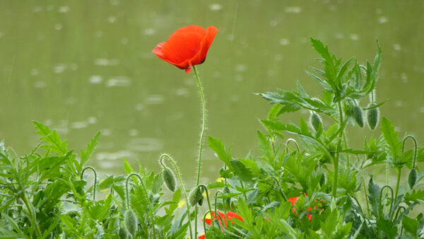 Wallpaper Red, Flower, Poppy, Nature, Flowers