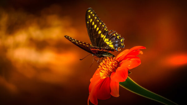 Wallpaper Butterfly, Black, Background, Blur, Desktop, Yellow, Swallowtail, Flowers, Orange