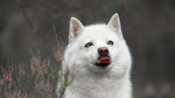 Wallpaper Dog, Blur, Tongue, With, Desktop, Out, White, Background