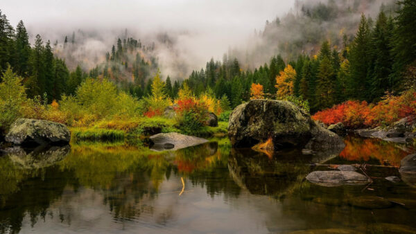 Wallpaper Nature, Leafed, Reflection, Covered, Forest, River, Fog, Autumn, Trees, With