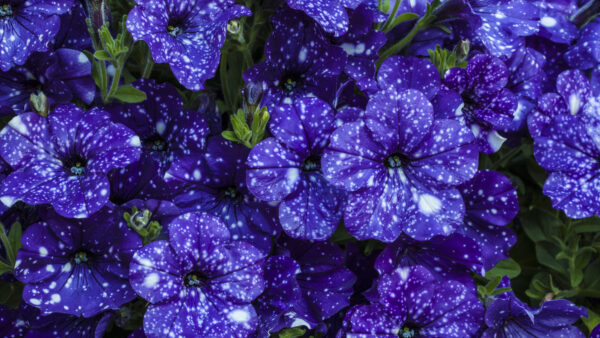 Wallpaper Mobile, White, Blue, Petunia, Desktop, Flowers