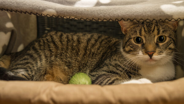 Wallpaper Yellow, Black, Cat, Under, And, Bedsheet, Desktop