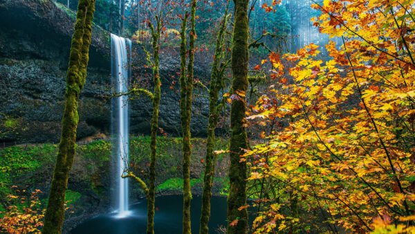 Wallpaper Oregon, Foliage, And, Moss, Nature, With, USA, Desktop, Forest, Rock, Waterfalls
