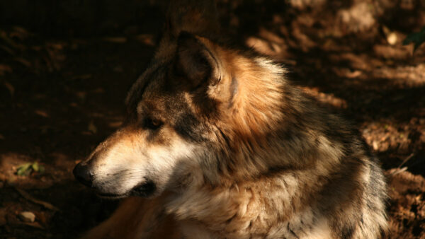 Wallpaper Animals, Black, Background, Wolf, Sunlight, Side, Facing, Animal, Shadow, With, And, Desktop