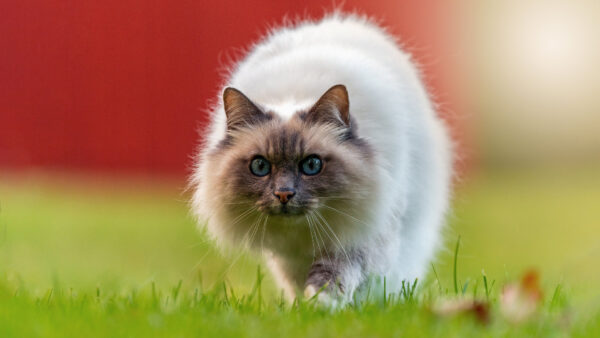 Wallpaper Desktop, White, Brown, Cat, Green, Grass, Standing