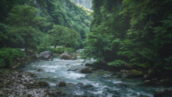 Wallpaper Stones, Green, Forest, River, Nature, Water, Trees, Stream, Surrounded, Background