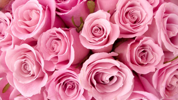 Wallpaper Desktop, Flower, Roses, Background, Pink