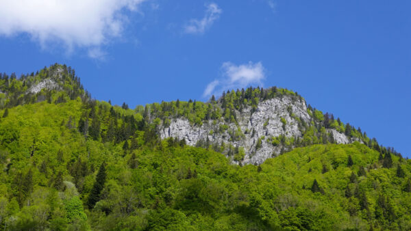 Wallpaper Background, Mountains, Blue, Trees, Sky, Top, Forest, Nature, View