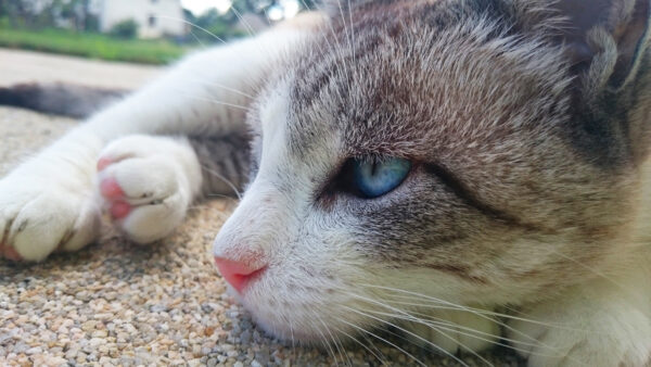 Wallpaper Closeup, Black, White, View, Cat