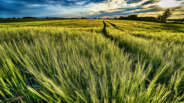Wallpaper Sky, Grass, Desktop, Green, Mobile, White, Clouds, Blue, Black, Nature, Under, View, Field, Closeup