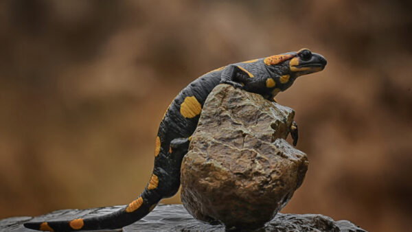 Wallpaper Lizard, Background, Reptile, Salamander, Stone, Rock, Animals, Blur