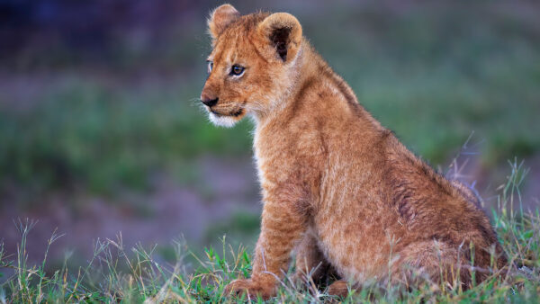 Wallpaper Blur, Lion, Desktop, Background, Cub, With