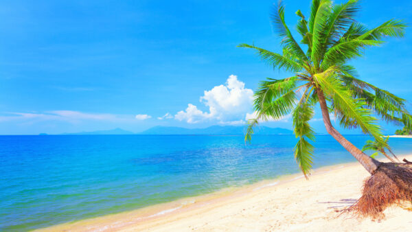 Wallpaper Calm, Beach, Water, Body, Nature, Trees, Under, Blue, Palm, Sky, Sand