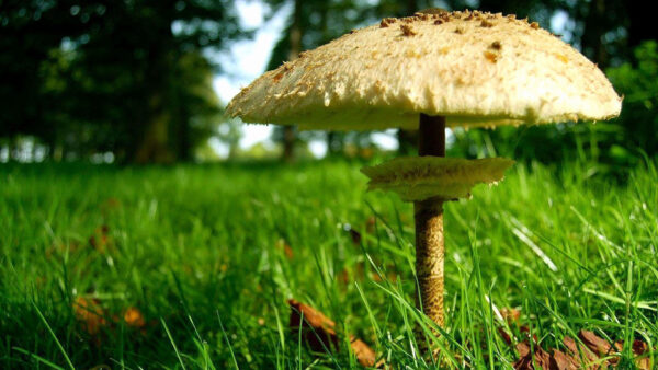 Wallpaper Closeup, Field, View, Green, Mushroom, Grass, White