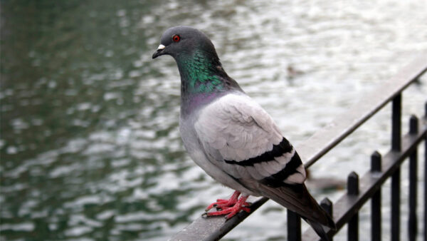 Wallpaper Fence, Colorful, Standing, Background, Bird, Water, Pigeon, Birds, Metal