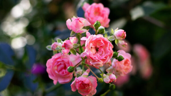 Wallpaper Background, Roses, Pink, Flowers, Blur, Buds