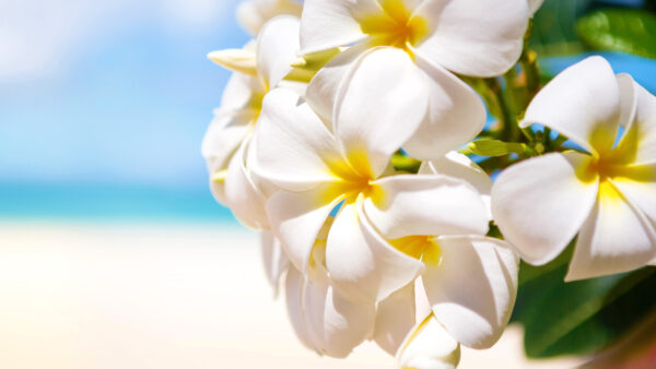 Wallpaper Primrose, Blur, Closeup, Background, White, Blue, Flowers, Sky, View