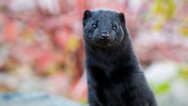 Wallpaper Stare, With, Look, Ferret, Black, Background, Colorful, Blur