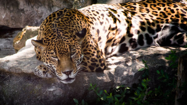 Wallpaper Rock, Down, Stone, With, Sunrays, Lying, Leopard