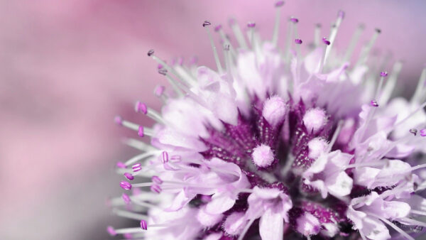 Wallpaper Background, Flowers, Desktop, Spring, White, Purple