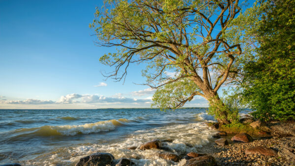 Wallpaper Forest, Ocean, Nature, Plants, Stones, Near, Background, Tree, Pebbles, Waves