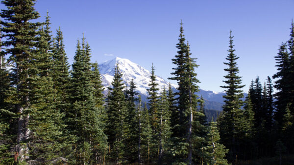 Wallpaper Covered, Green, Background, Trees, Forest, Under, Desktop, Mobile, Nature, Mountain, Snow, Sky, Blue