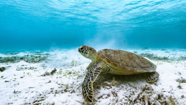 Wallpaper Sea, Turtle, Underwater