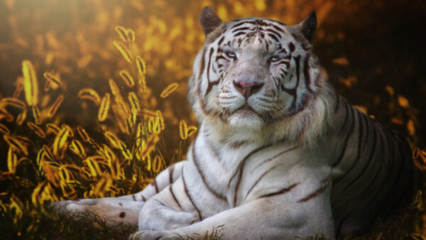 Wallpaper White, Tiger, Silhouette, Background