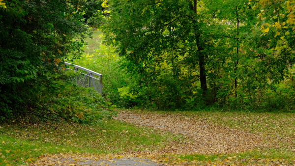 Wallpaper Trees, Green, Background, Daytime, Nature, Grass, Plants, Forest, Bushes, During