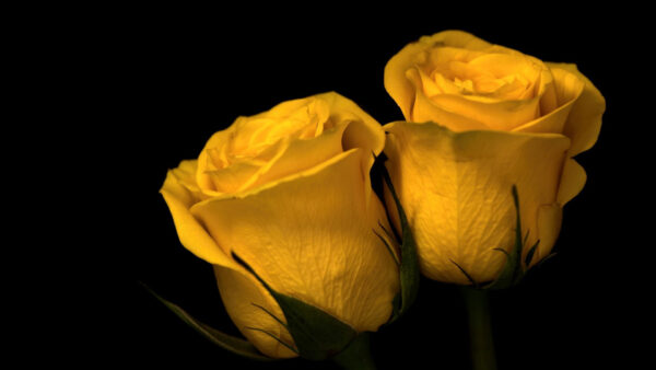 Wallpaper Flowers, Background, Rose, Black, Yellow