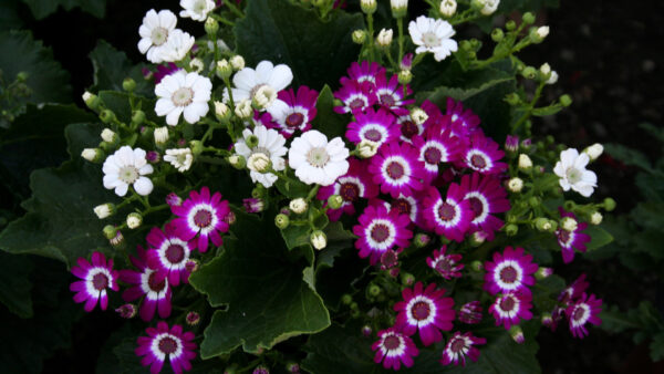 Wallpaper White, Purple, Green, Flowers, Cineraria, Leaves