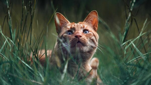 Wallpaper White, Looking, Brown, Cat