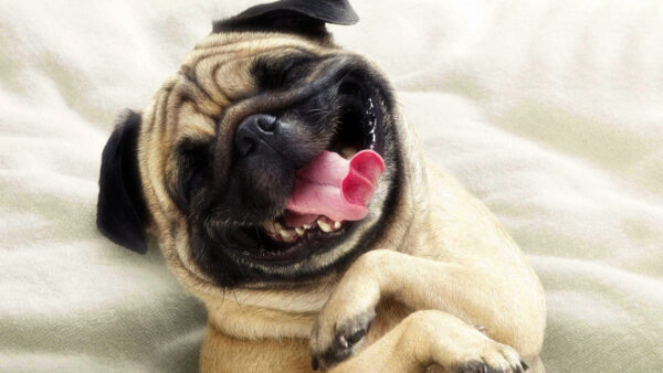 Wallpaper Pug, Dog, Funny, Face, Smiley