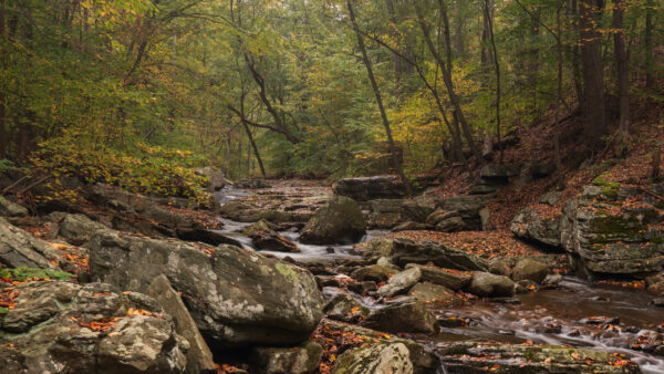 Wallpaper Stones, River, Rocks, Nature, Leaves, Stream, Autumn, Background, Trees, Dry, Between, Fall, Colorful, Forest