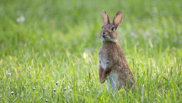 Wallpaper Background, Blur, Grass, Standing, Desktop, Green, Rabbit, Field