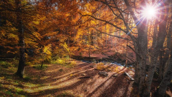 Wallpaper Forest, Sunlight, Green, Trees, Orange, Autumn, Background, Yellow, Fall