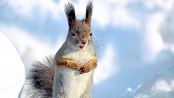 Wallpaper Blur, Brown, Background, Squirrel, Standing, Snow, Fur, White