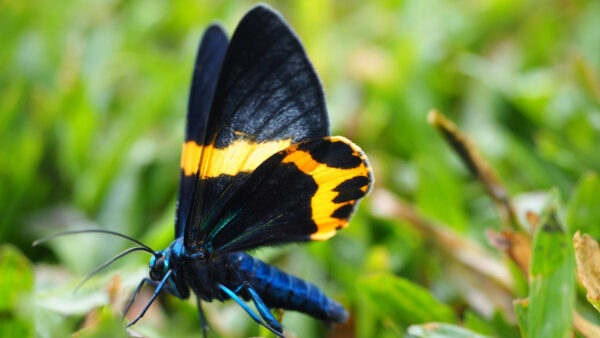 Wallpaper Butterfly, Design, Green, Background, Yellow, Black