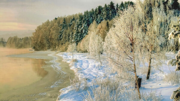 Wallpaper Blue, Trees, Water, Forest, Winter, Covered, During, Frozen, Sky, Under, Daytime, Snow