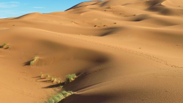 Wallpaper Background, Sand, Nature, Desktop, Dunes, Sky, Mobile, Blue, Desert, Grass, Definition