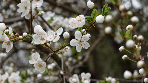 Wallpaper Buds, Tree, Blur, Background, White, Branches, Cherry, Flowers, Beautiful, Petals
