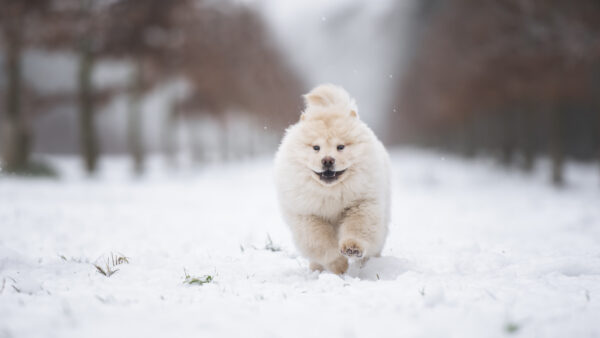 Wallpaper Chow, Dog, Background, Blur, Snow, White, Running