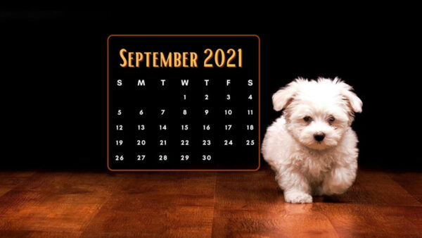 Wallpaper Puppy, September, With, White, Dog, Calendar