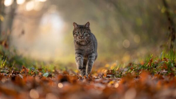 Wallpaper Background, White, Cat, Dry, Running, Leaves, Black, Blur