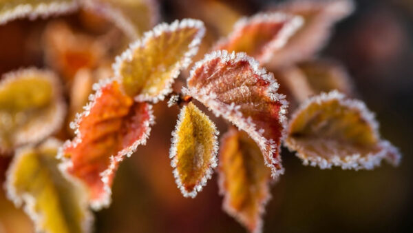 Wallpaper Leaves, Frost, Branches, Background, Macro, Green, Blur, Orange