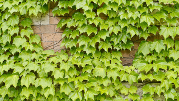 Wallpaper Ivy, Leaves, Plant, Photography, WALL, Green