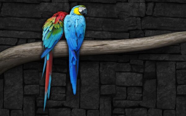 Wallpaper Pair, Parrots